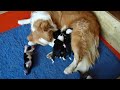 Border Collie Mafalda's, Ncto. de los cachorros de Clair