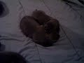 Taz X Dime Puppies!!! Southern Smoke Pitbulls