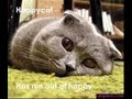 Funny Cats by Allison.wmv Funny Cats by Allison.wmv