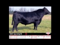 May Angus Sires