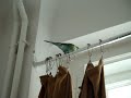 Humbert Humbird falls off the curtain rod