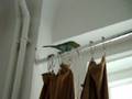 Humbert Humbird falls off the curtain rod