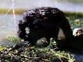 Bigfoot - Sasquatch - Lochness - Yeti - Mostri