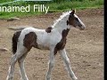 Gypsy Horses of Aisling Farm Gypsy Horses of Aisling Farm