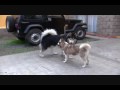 Alaskan Malamute - Kiko & Maya