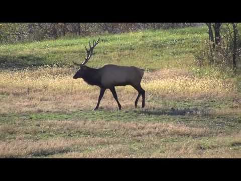See video