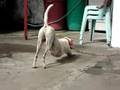 Dugong 'D Dog