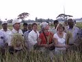 Ceremonial harvest of waterproof rice in Bangladesh