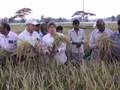 Ceremonial harvest of waterproof rice in Bangladesh