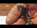 Two Headed Snake
