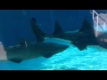 Aquarium Of The Pacific Shark Tank
