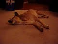 うたう犬動画