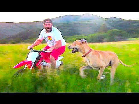 RACING A GREAT DANE ON A MOTORCYCLE!