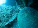 Turtle's eye view of a white tip shark