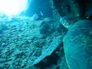 Turtle's eye view of a white tip shark