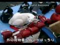 猫天国・宮田ジム - The gym is a paradise of many cats
