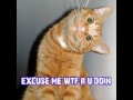 Roflcat xD Roflcat xD