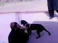 Sniffer dogs peshawar