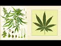 McKenna on Cannabis