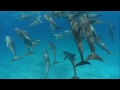 May 2009--Swimming With Wild Spotted Dophins. Still Living the Dream...