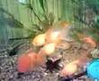 Goldfish in new 55gal aquarium.3g2