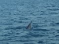 Dolphins in Olhuveli (Maldives)