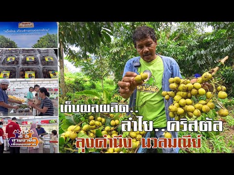 เรียนรู้.. "เก็บผลผลิต..ลําไยคริสตัล" ลุงคำนึง นวลมณีย์