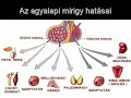 Hipofzis vagyis agyalapi mirigy Hipofzis vagyis agyalapi mirigy