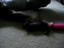 Cat Break Dancing