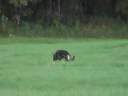 Schutzhund Tracking Schutzhund Tracking
