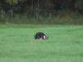 videos de Schutzhund Tracking