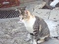 Mi Yaisa