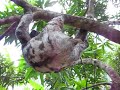 Sloth climbing in tree Sloth climbing in tree