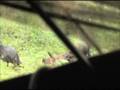 videos de Turkey Head Hunt Dual LAN.wmv