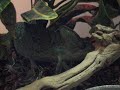 Veiled Chameleon Veiled Chameleon