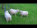 Sheep Fight Club (Das grosse Schaf-Rennen II)