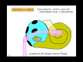OIDO 2