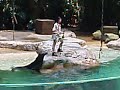 Singapore Zoological Gardens - Seal Performance (Part III) Singapore Zoological Gardens - Seal Performance (Part III)