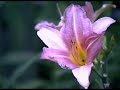 Horticulture - Hemericalis - Day Lillies