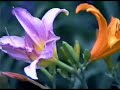 Horticulture - Hemericalis - Day Lillies