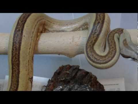 BOA CONSTRICTOR