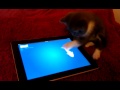 Click here to watch this video Belle plays with Friskies cat fishing app on the iPad