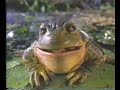 Budweiser frogs (1995)