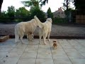 Dogs defend our home Tatra Maremma & Chihuahua Dogs defend our home Tatra Maremma & Chihuahua
