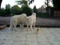 Dogs defend our home Tatra Maremma & Chihuahua