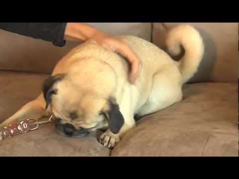 how to properly pet a dog