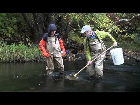 how to collect aquatic macroinvertebrates