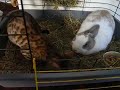 Gigar z królikiem Gigar z królikiem