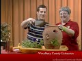 Container Gardening Techniques