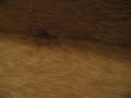 my-pet-spider.html